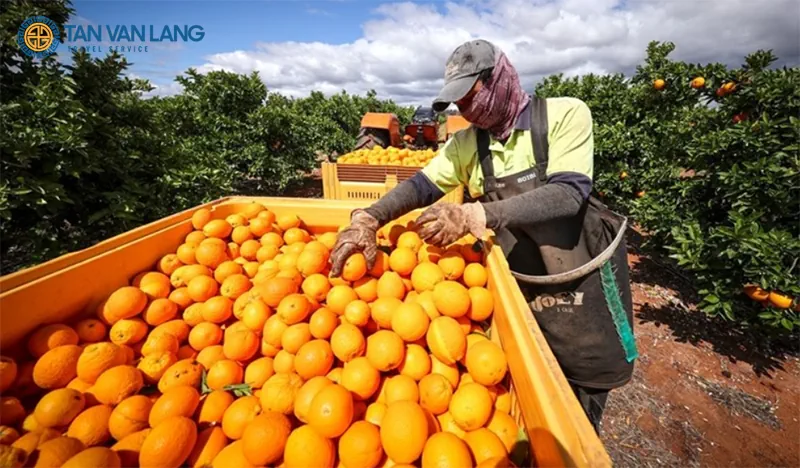 Xuất khẩu lao động Trung Quốc