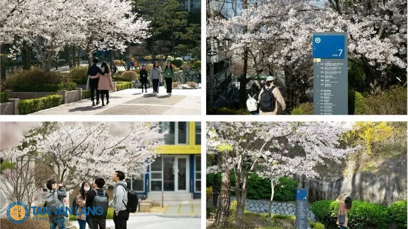 Đại học Hanyang Hàn Quốc : Top 4 Seoul – Học phí & Học bổng